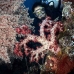 coral_soft_lw_tam_v_0170_bal3765.jpg